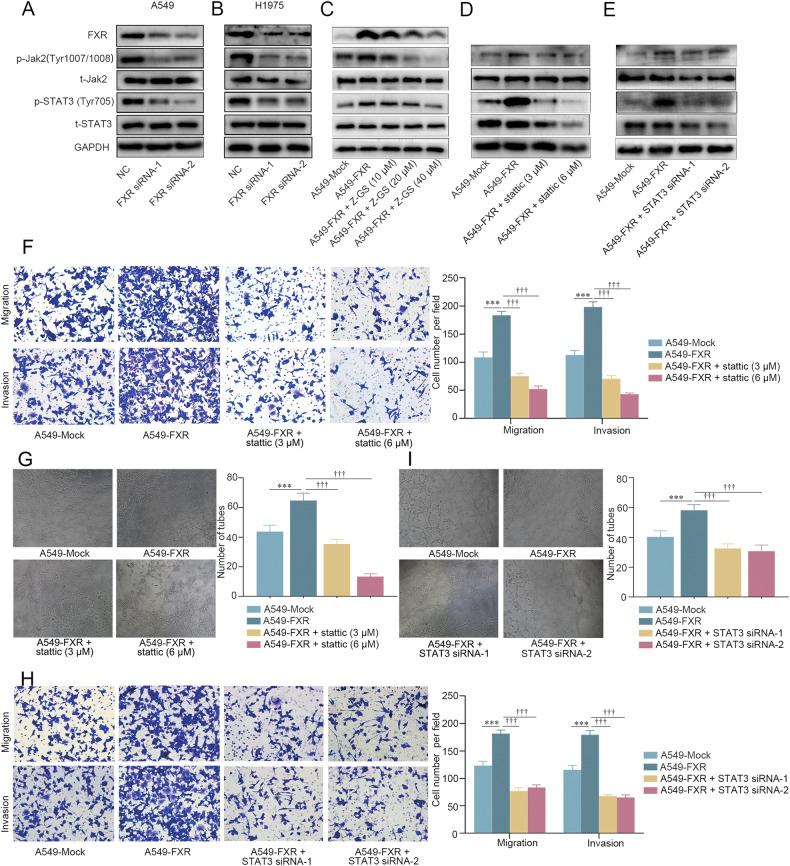 https://cdn.ncbi.nlm.nih.gov/pmc/blobs/f929/10869786/6d6572d28ca4/41419_2024_6495_Fig2_HTML.jpg