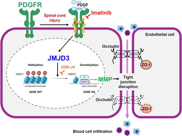 https://cdn.ncbi.nlm.nih.gov/pmc/blobs/f92b/12269138/d3c11f06f1d9/12987_2025_690_Fig9_HTML.jpg