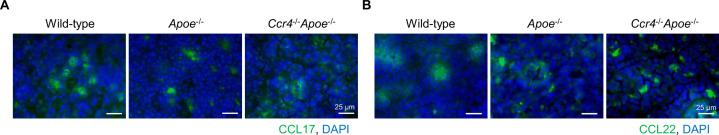 https://cdn.ncbi.nlm.nih.gov/pmc/blobs/f92d/12226018/6e0e19b1ce19/elife-101830-app2-fig1.jpg