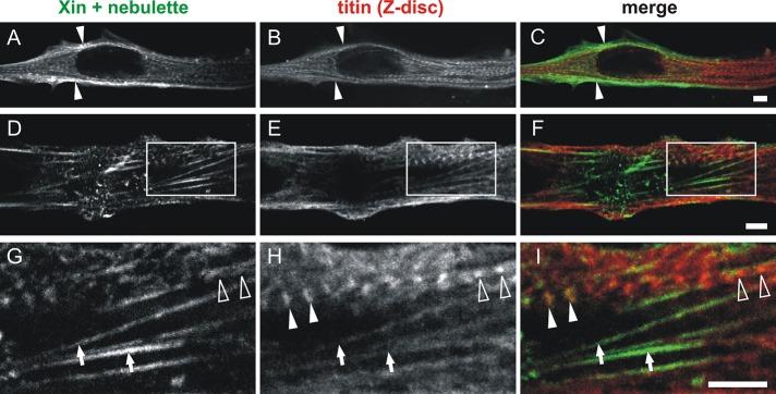 https://cdn.ncbi.nlm.nih.gov/pmc/blobs/f92d/3810769/e15ba5fe61c6/3215fig8.jpg