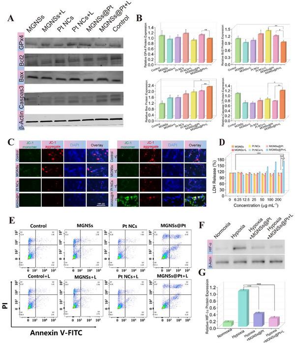 https://cdn.ncbi.nlm.nih.gov/pmc/blobs/f931/12302635/12c3413f4e34/ADVS-12-2502688-g003.jpg