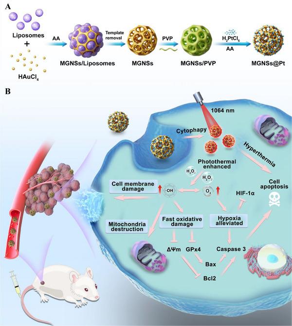 https://cdn.ncbi.nlm.nih.gov/pmc/blobs/f931/12302635/e6a8e9763e1f/ADVS-12-2502688-g001.jpg