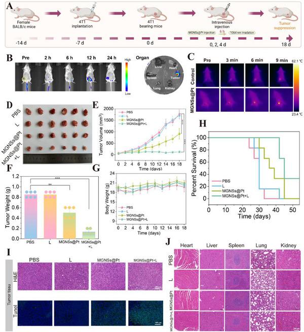 https://cdn.ncbi.nlm.nih.gov/pmc/blobs/f931/12302635/fbfa81f97f4f/ADVS-12-2502688-g006.jpg