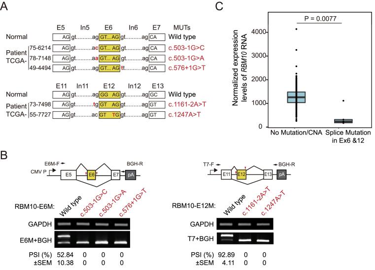 https://cdn.ncbi.nlm.nih.gov/pmc/blobs/f931/5737846/6115faa279eb/gkx508fig7.jpg