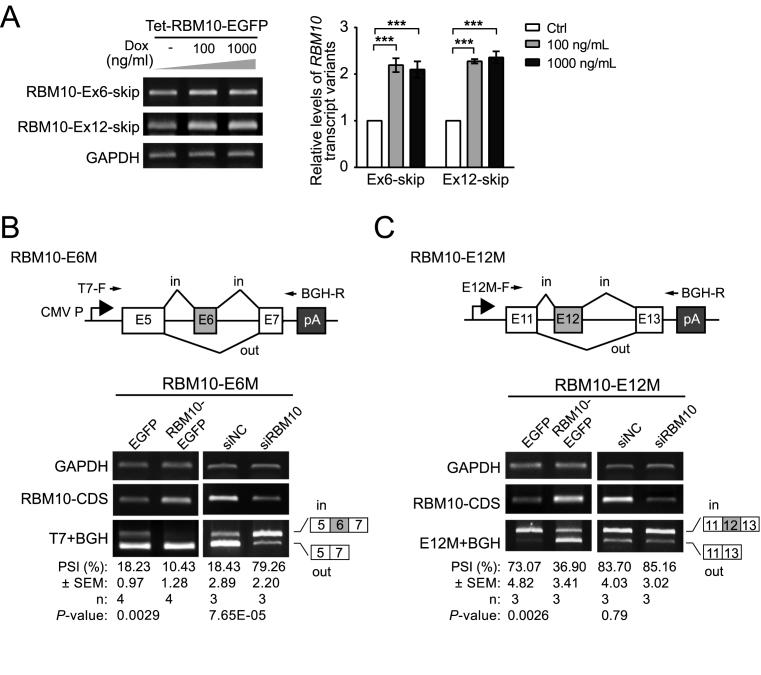 https://cdn.ncbi.nlm.nih.gov/pmc/blobs/f931/5737846/a25ef85e78d3/gkx508fig3.jpg