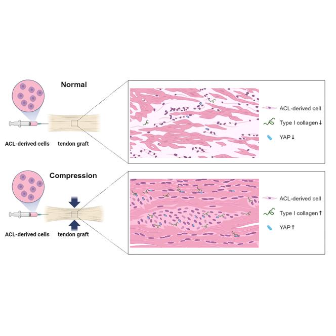https://cdn.ncbi.nlm.nih.gov/pmc/blobs/f938/10755058/1f6d05e2a6f3/fx1.jpg