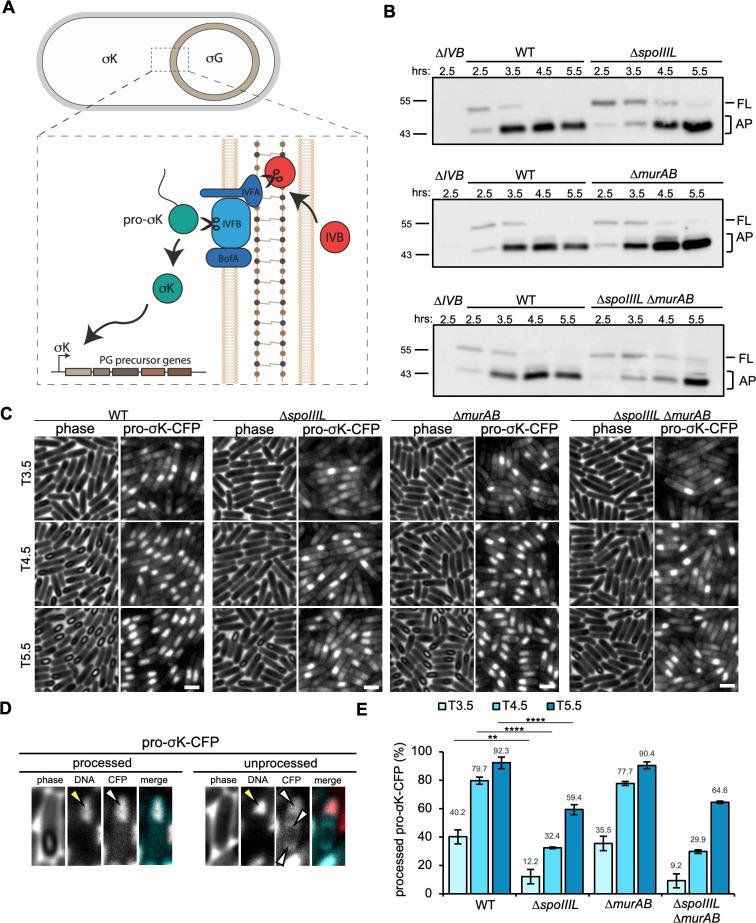 https://cdn.ncbi.nlm.nih.gov/pmc/blobs/f938/12251134/6d0012c30477/pgen.1011768.g005.jpg