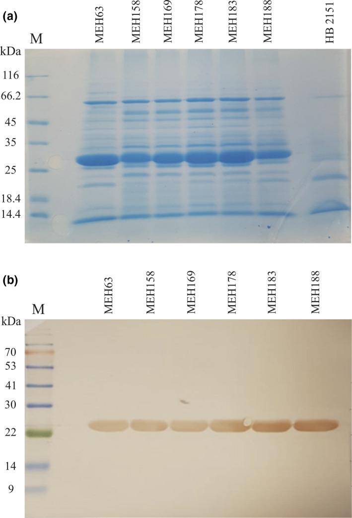 https://cdn.ncbi.nlm.nih.gov/pmc/blobs/f939/8240403/fcc3c8cf2b54/CTI2-10-e1302-g008.jpg