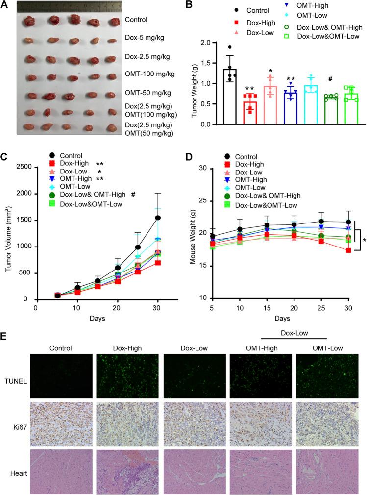 https://cdn.ncbi.nlm.nih.gov/pmc/blobs/f93a/8297828/3b1a84cb6449/fphar-12-673432-g006.jpg