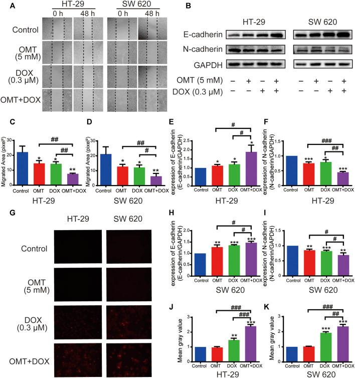 https://cdn.ncbi.nlm.nih.gov/pmc/blobs/f93a/8297828/ef6a096091e0/fphar-12-673432-g004.jpg