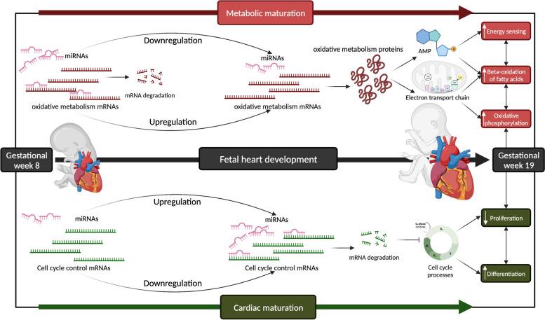 https://cdn.ncbi.nlm.nih.gov/pmc/blobs/f93e/10668469/341299e2c7f5/12864_2023_9801_Fig8_HTML.jpg