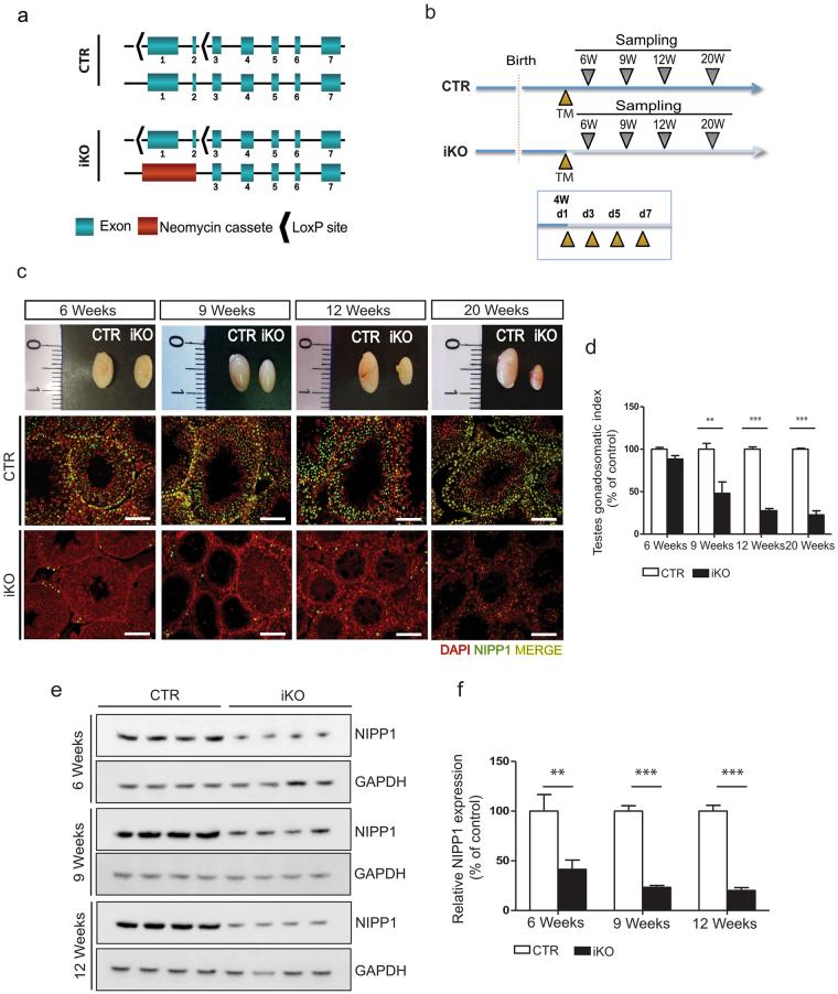 https://cdn.ncbi.nlm.nih.gov/pmc/blobs/f942/5645368/349d0593447a/41598_2017_13809_Fig1_HTML.jpg