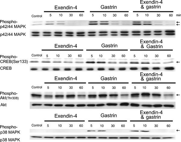 https://cdn.ncbi.nlm.nih.gov/pmc/blobs/f948/4020718/cf3c10605d53/jdi-1-172-g6.jpg