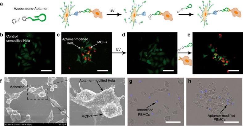 https://cdn.ncbi.nlm.nih.gov/pmc/blobs/f94b/5059747/59e945bf523d/ncomms13088-f6.jpg
