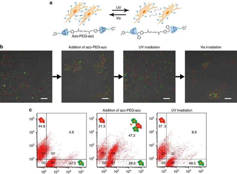 https://cdn.ncbi.nlm.nih.gov/pmc/blobs/f94b/5059747/b2050695b7f3/ncomms13088-f4.jpg