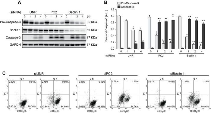 https://cdn.ncbi.nlm.nih.gov/pmc/blobs/f94b/5593539/d9dc842172dc/oncotarget-08-55984-g004.jpg
