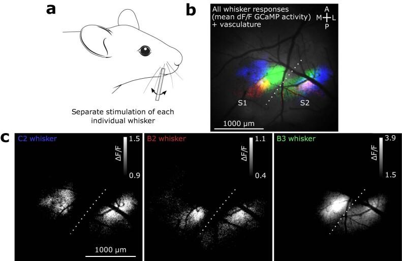 https://cdn.ncbi.nlm.nih.gov/pmc/blobs/f94c/10471496/daac047bd960/41593_2023_1413_Fig7_ESM.jpg