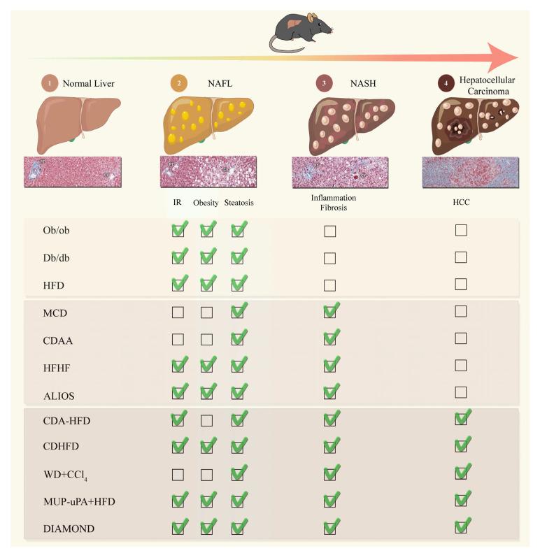https://cdn.ncbi.nlm.nih.gov/pmc/blobs/f94e/10377912/2b67dccfaf88/cancers-15-03723-g001.jpg