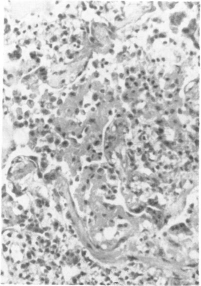 https://cdn.ncbi.nlm.nih.gov/pmc/blobs/f951/1319853/35247f9809ab/compmed00048-0137-a.jpg