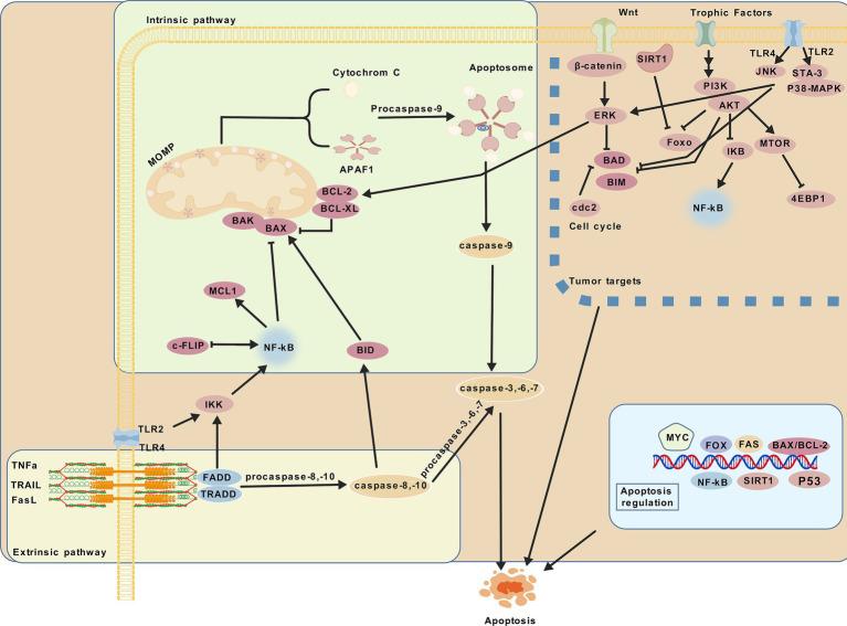 https://cdn.ncbi.nlm.nih.gov/pmc/blobs/f953/11994438/415f920d9ba9/fnut-12-1570268-g002.jpg