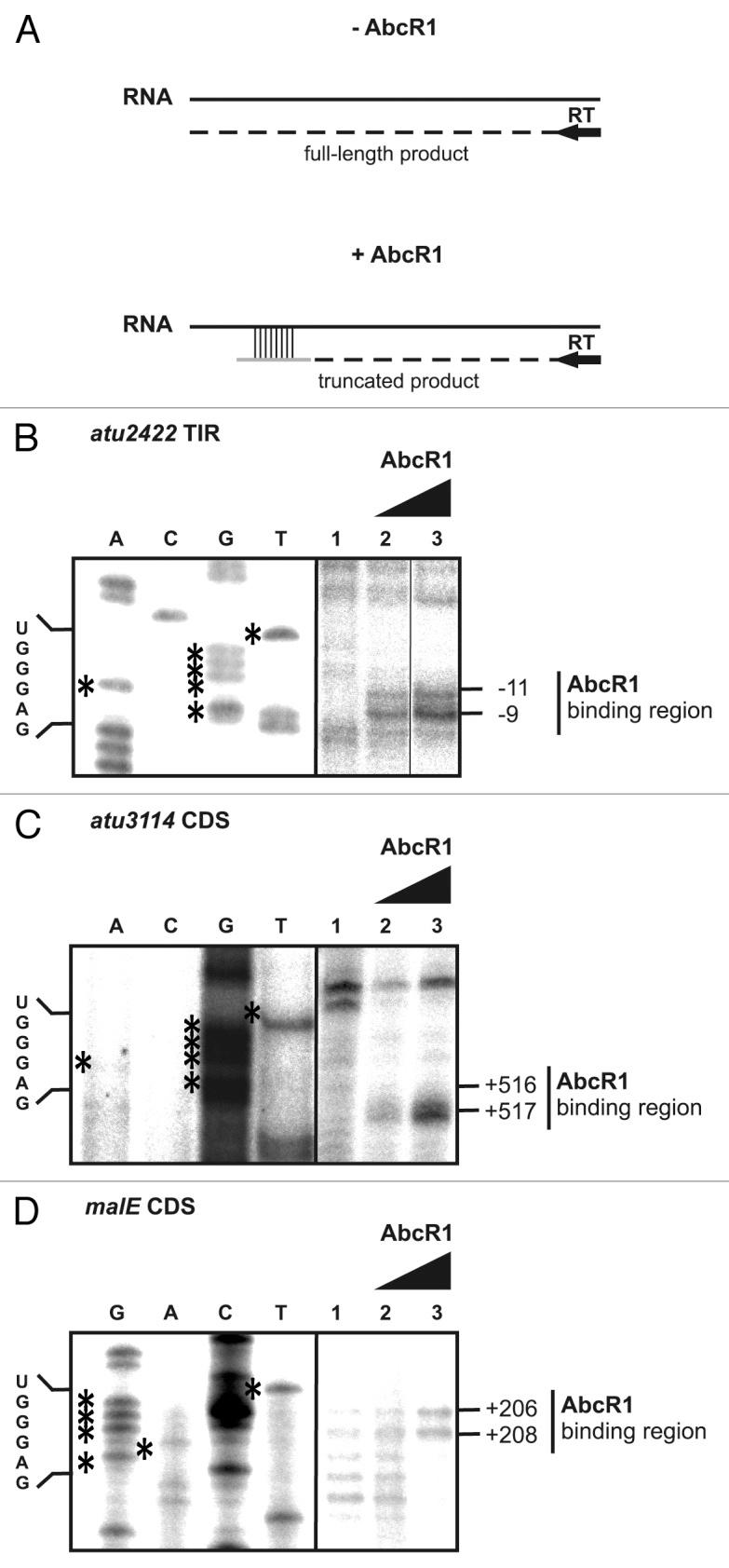 https://cdn.ncbi.nlm.nih.gov/pmc/blobs/f957/4152367/783ab2903b50/rna-11-624-g9.jpg