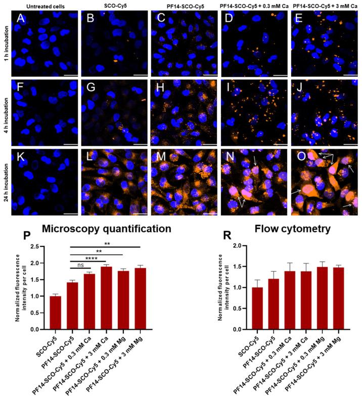 https://cdn.ncbi.nlm.nih.gov/pmc/blobs/f957/8870069/3122981d1c07/cells-11-00756-g003.jpg