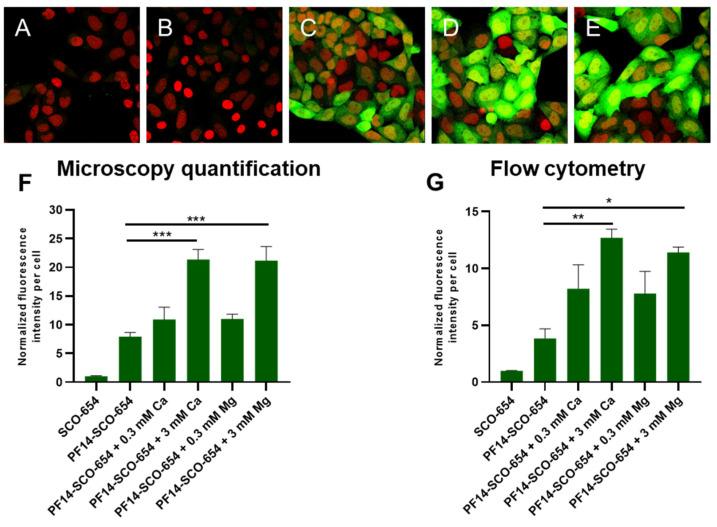 https://cdn.ncbi.nlm.nih.gov/pmc/blobs/f957/8870069/5139d6a48e85/cells-11-00756-g004.jpg