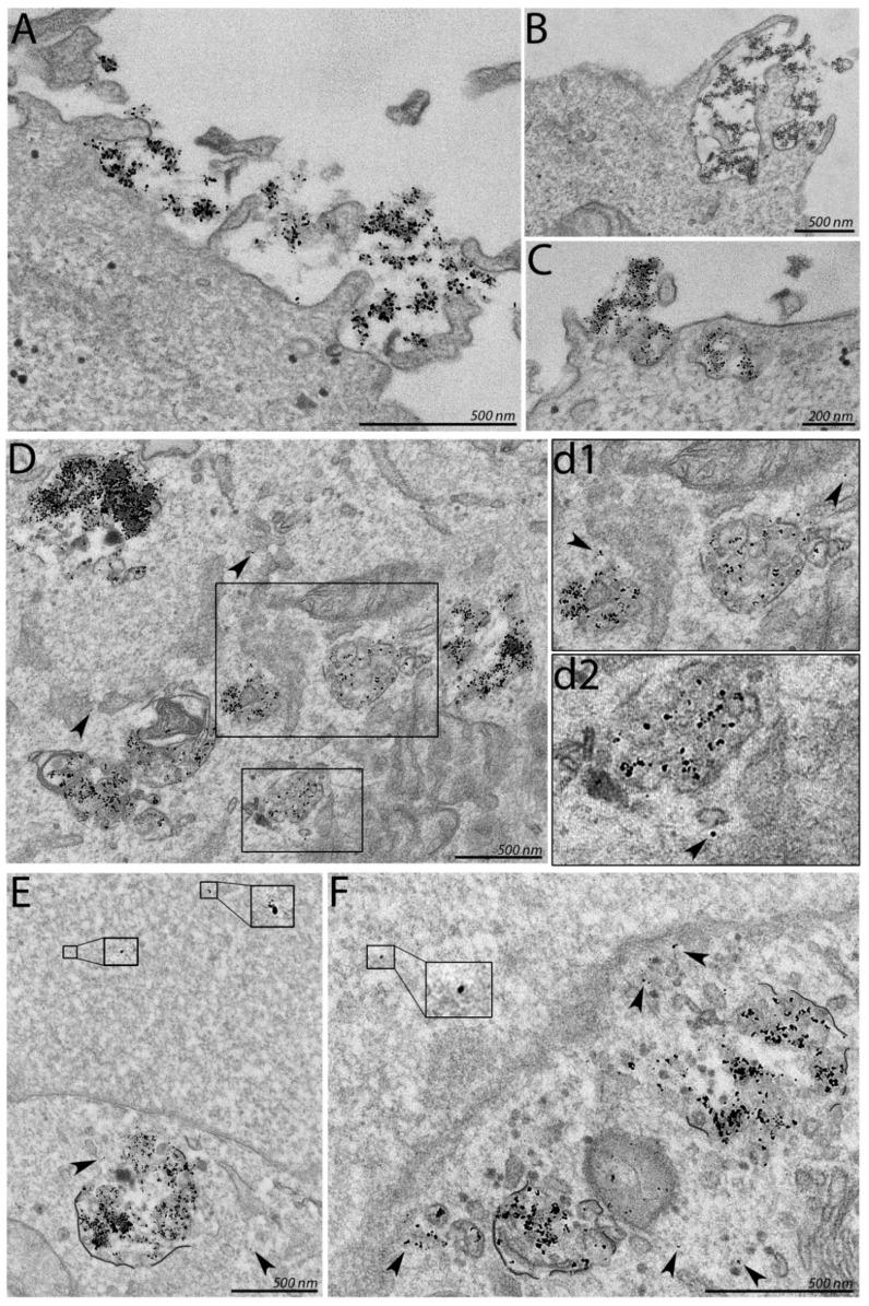 https://cdn.ncbi.nlm.nih.gov/pmc/blobs/f957/8870069/7155fdd76170/cells-11-00756-g005.jpg