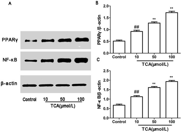 https://cdn.ncbi.nlm.nih.gov/pmc/blobs/f959/3906154/757e39a56f1b/pone.0087343.g005.jpg