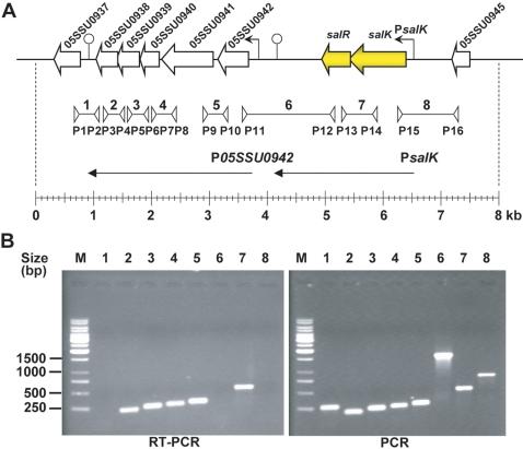 https://cdn.ncbi.nlm.nih.gov/pmc/blobs/f95d/2358977/1165e4a5698c/pone.0002080.g002.jpg