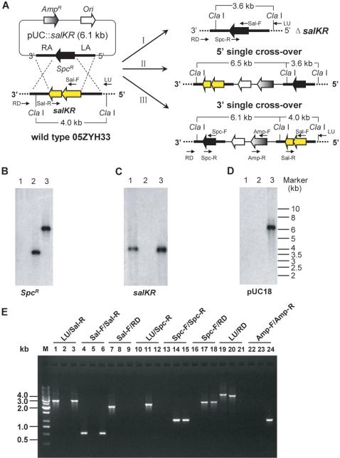 https://cdn.ncbi.nlm.nih.gov/pmc/blobs/f95d/2358977/3ecbcf57ab28/pone.0002080.g003.jpg