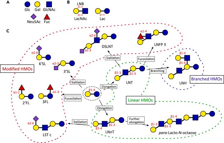 https://cdn.ncbi.nlm.nih.gov/pmc/blobs/f95e/8671521/349e3108ab04/gr1.jpg