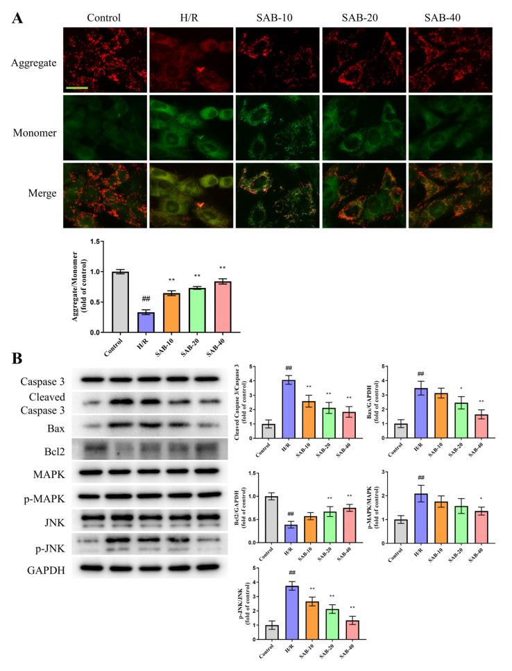 https://cdn.ncbi.nlm.nih.gov/pmc/blobs/f962/10224207/5c87b2a5f7ef/molecules-28-04117-g006.jpg