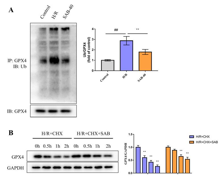 https://cdn.ncbi.nlm.nih.gov/pmc/blobs/f962/10224207/fdeda4dc828e/molecules-28-04117-g007.jpg