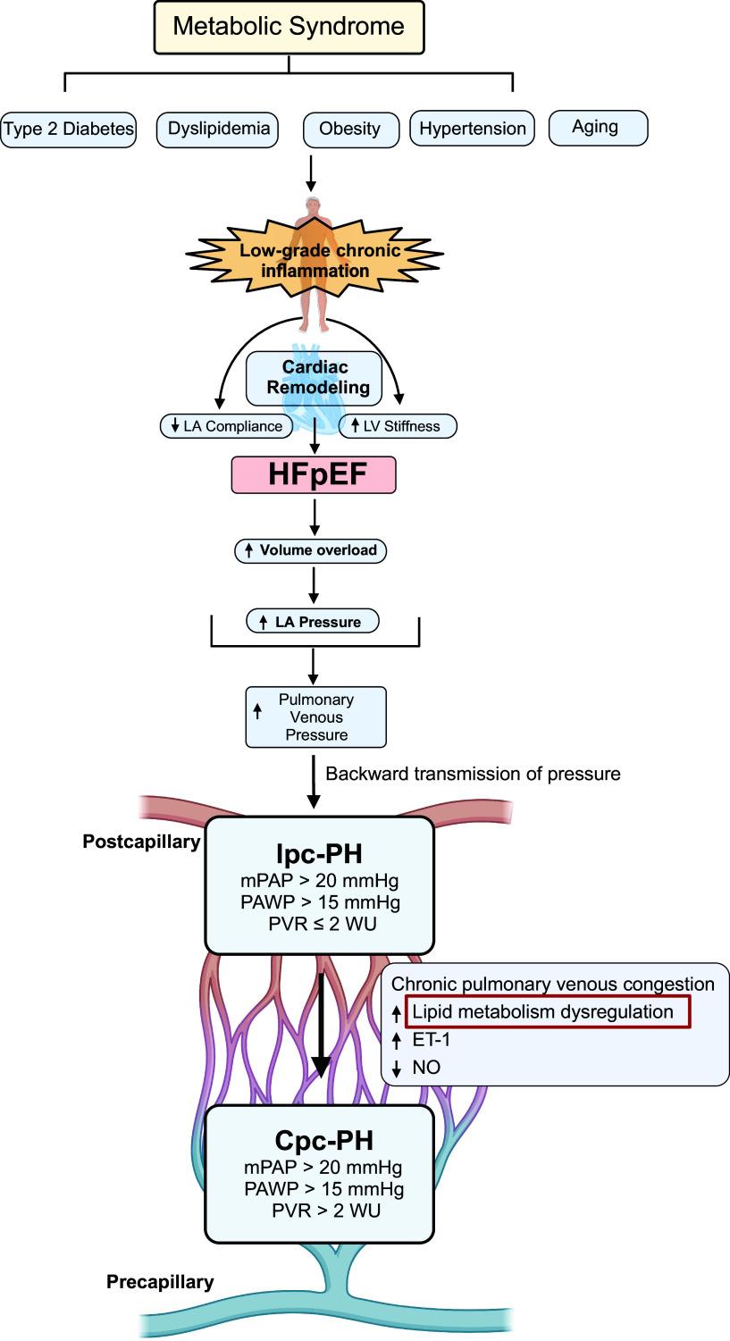 https://cdn.ncbi.nlm.nih.gov/pmc/blobs/f964/11380948/298888f76a09/ajpheart.00068.2024_f002.jpg
