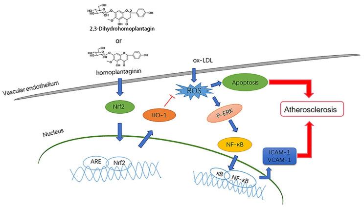 https://cdn.ncbi.nlm.nih.gov/pmc/blobs/f964/8951125/a9c48a7cba5a/molecules-27-01990-g010.jpg