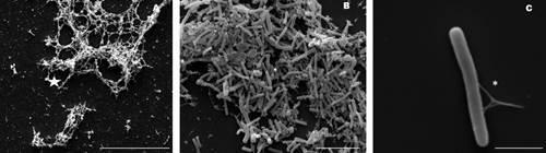 https://cdn.ncbi.nlm.nih.gov/pmc/blobs/f964/9208321/2efbe568401e/1678-8060-mioc-117-e220035-gf6.jpg