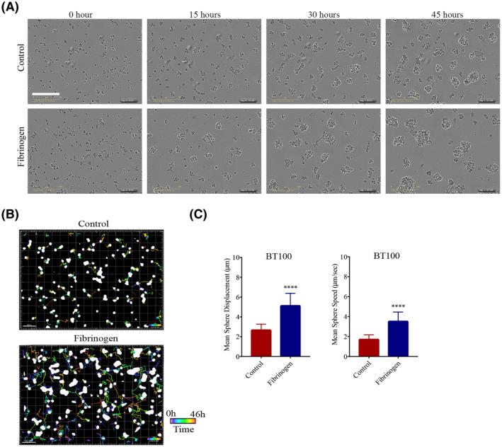 https://cdn.ncbi.nlm.nih.gov/pmc/blobs/f968/8412081/55878bdbbbda/BPA-31-e12947-g005.jpg