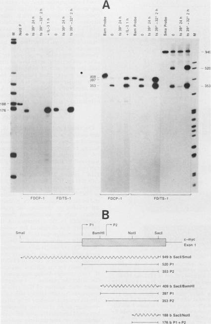 https://cdn.ncbi.nlm.nih.gov/pmc/blobs/f96e/363740/04a6df8745ae/molcellb00060-0427-a.jpg