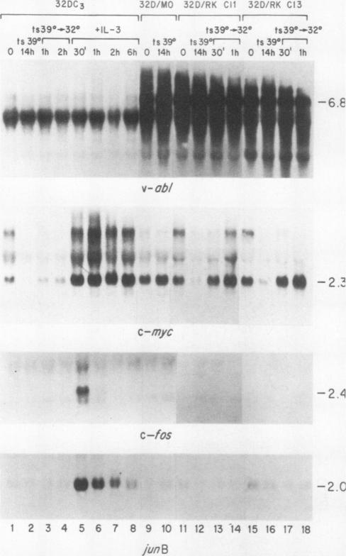 https://cdn.ncbi.nlm.nih.gov/pmc/blobs/f96e/363740/b43a5644f3ef/molcellb00060-0426-a.jpg