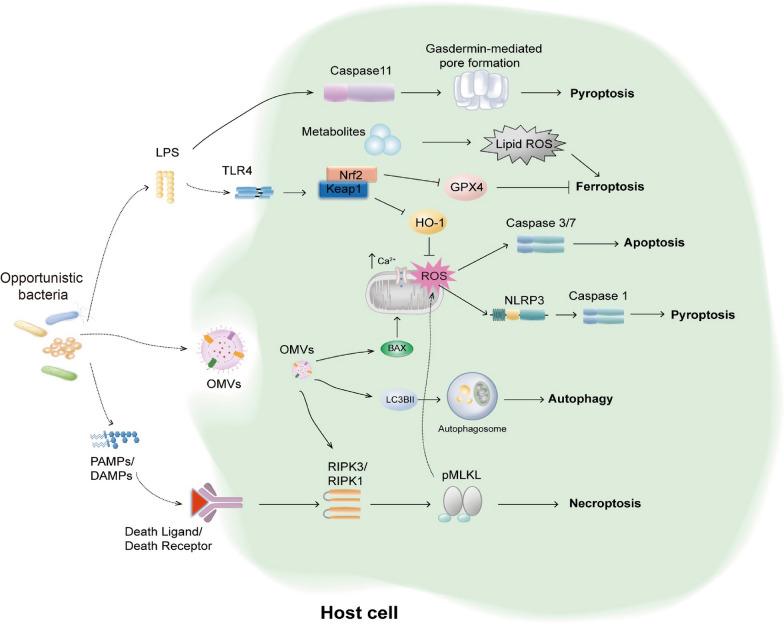 https://cdn.ncbi.nlm.nih.gov/pmc/blobs/f970/11761187/4bf02250eb97/13054_2025_5278_Fig2_HTML.jpg