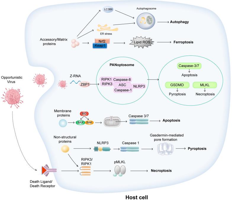https://cdn.ncbi.nlm.nih.gov/pmc/blobs/f970/11761187/e8fa7dbe670d/13054_2025_5278_Fig3_HTML.jpg