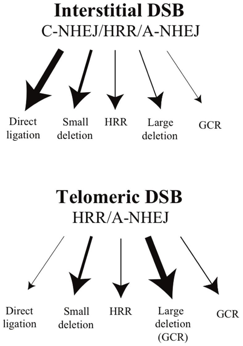 https://cdn.ncbi.nlm.nih.gov/pmc/blobs/f970/3463808/625c6b54407f/fonc-02-00135-g002.jpg