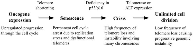 https://cdn.ncbi.nlm.nih.gov/pmc/blobs/f970/3463808/a80b8032935a/fonc-02-00135-g001.jpg