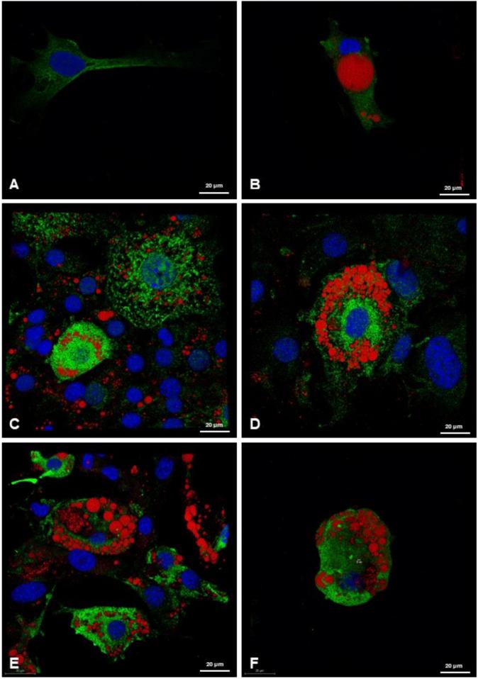 https://cdn.ncbi.nlm.nih.gov/pmc/blobs/f979/12034677/79987452a3c7/fphar-16-1546456-g007.jpg