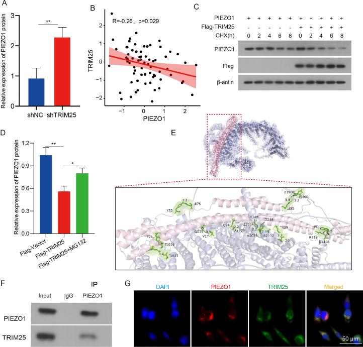https://cdn.ncbi.nlm.nih.gov/pmc/blobs/f97d/12033990/39ef4192dc7a/gr4.jpg
