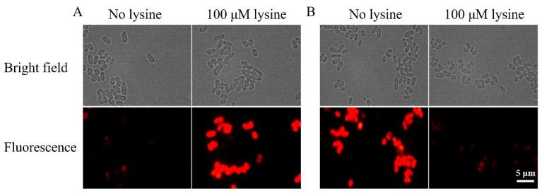 https://cdn.ncbi.nlm.nih.gov/pmc/blobs/f97e/10974012/6c49d78e4ed0/microorganisms-12-00606-g005.jpg