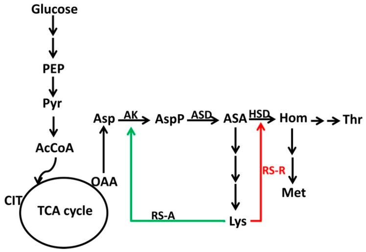 https://cdn.ncbi.nlm.nih.gov/pmc/blobs/f97e/10974012/a2be28686e75/microorganisms-12-00606-g001.jpg