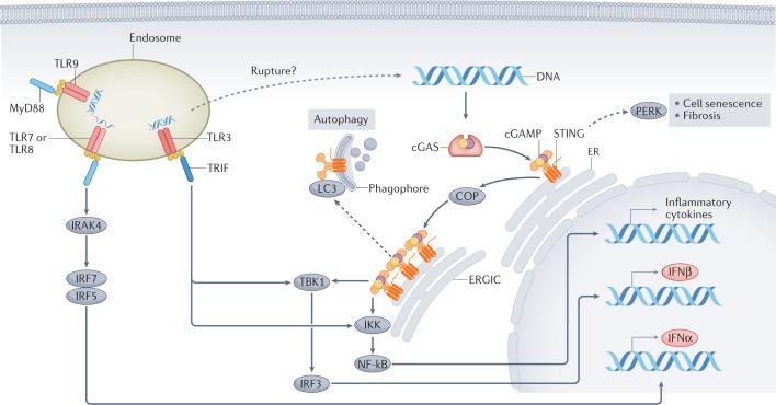 https://cdn.ncbi.nlm.nih.gov/pmc/blobs/f97e/9214686/769379b206de/41581_2022_589_Fig2_HTML.jpg