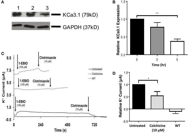 https://cdn.ncbi.nlm.nih.gov/pmc/blobs/f981/5209343/0e656d4b5e07/fphys-07-00639-g0004.jpg